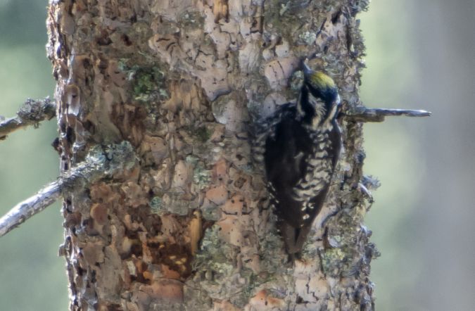 Eurasian Three-toed Woodpecker  - Jean-Claude Fornerod