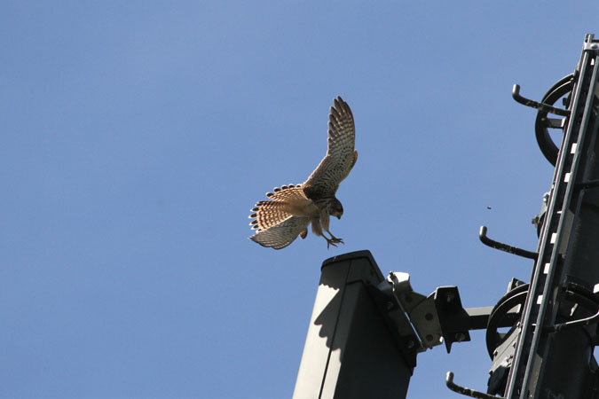 Common Kestrel  - Erich Mühlethaler