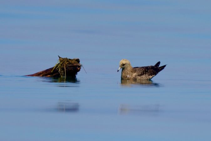 Parasitic Jaeger  - Daniel Scherl