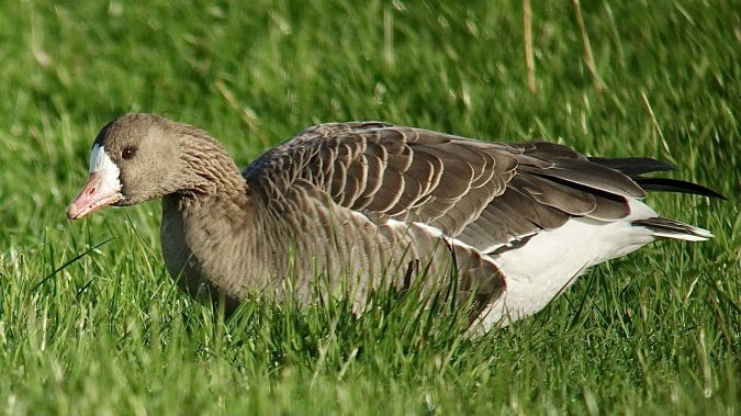 Greater White-fronted Goose  - Werner Eberhard