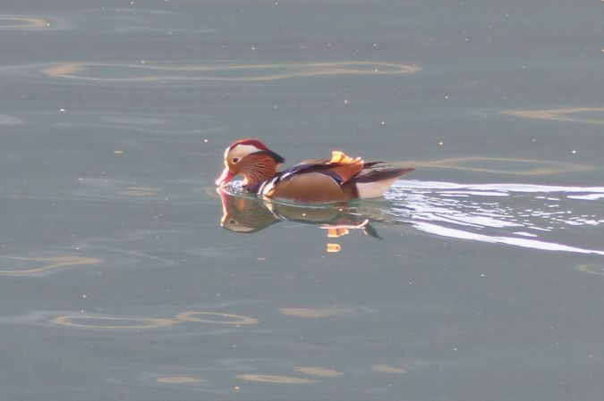 Mandarin Duck  - Hervé Prisset