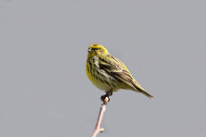 European Serin  - Stefan Linder