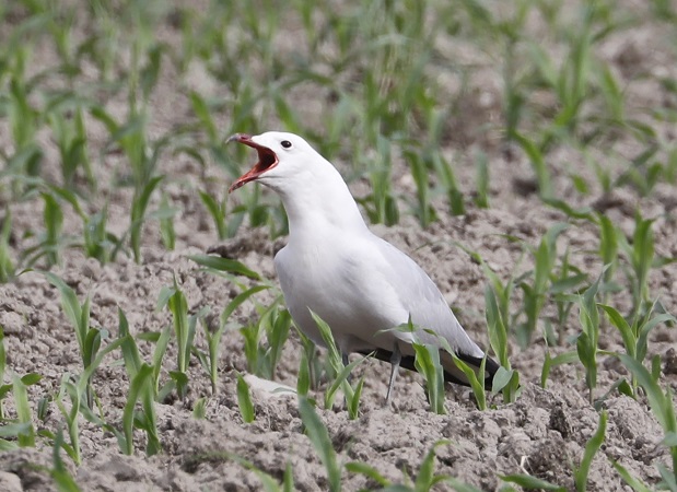 Audouin's Gull  - Arno Schneider