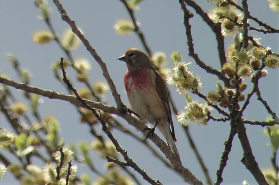 Common Linnet  - Marcel Tschofen