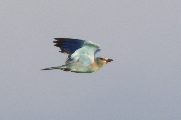 European Roller  - Pascal Marti