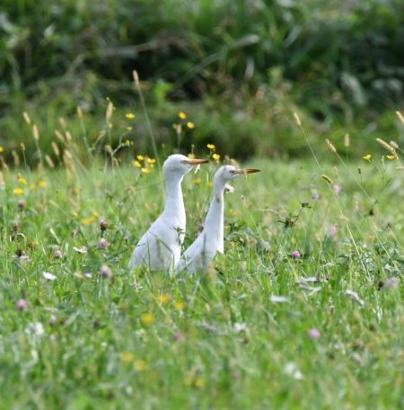 Western Cattle Egret  - Nicolas Dunant