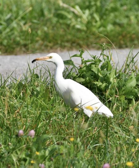 Western Cattle Egret  - Nicolas Dunant