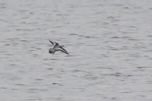 Phalarope à bec large  - Daniel Winzeler