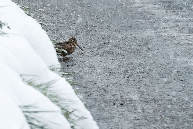 Eurasian Woodcock  - Anonymous