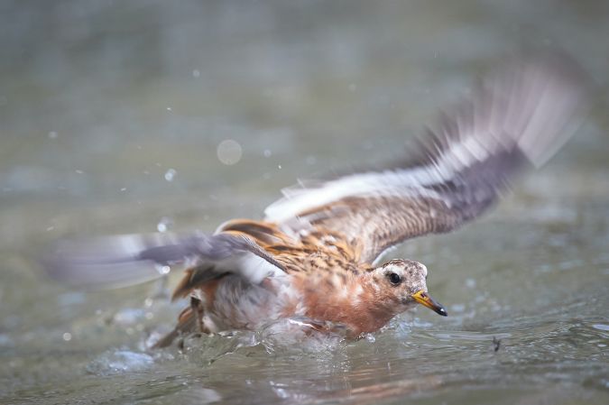 Phalarope à bec large  - Thomas Gorr