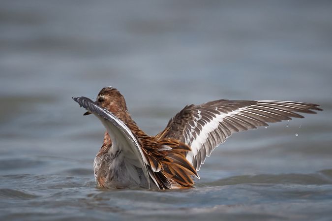 Phalarope à bec large  - Thomas Gorr