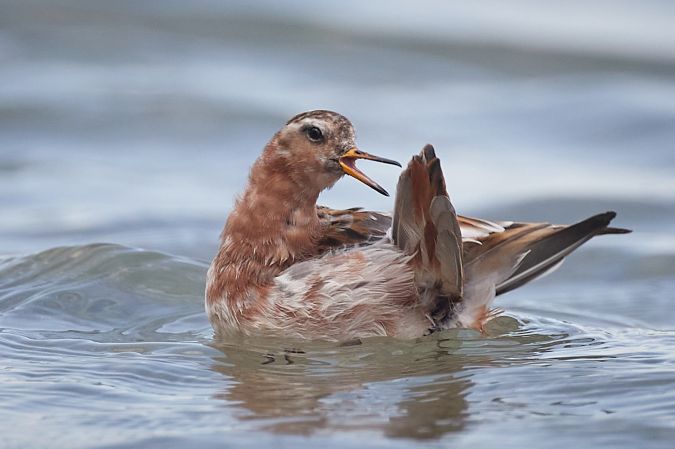 Phalarope à bec large  - Thomas Gorr