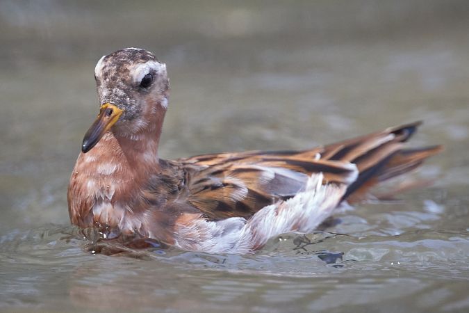 Phalarope à bec large  - Thomas Gorr
