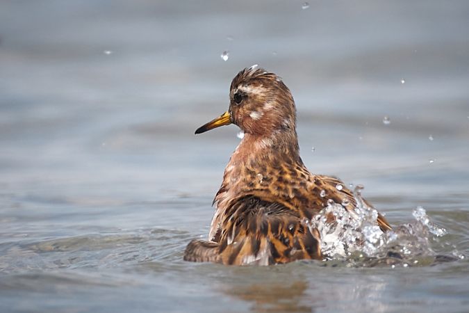 Phalarope à bec large  - Thomas Gorr