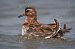Red Phalarope  - Thomas Gorr