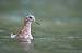 Red Phalarope  - Thomas Gorr