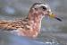 Red Phalarope  - Thomas Gorr