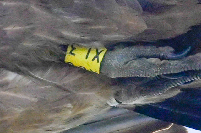 Vautour fauve  - Roman Bühler