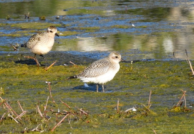 Grey Plover  - Jean-Claude Muriset