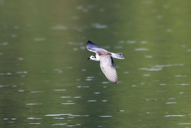 Guifette leucoptère  - Adolf Helmut Müller