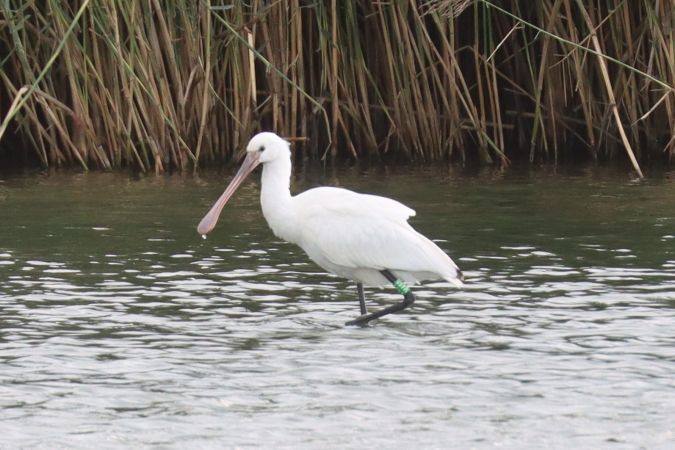 Eurasian Spoonbill  - Christoph Schmidlin