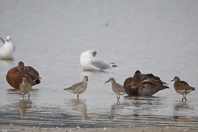 Red Knot  - Thomas Gorr