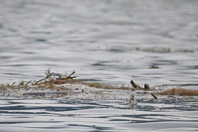 Phalarope à bec large  - Thomas Gorr