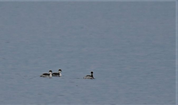 Grèbe esclavon  - Martin Kaufmann