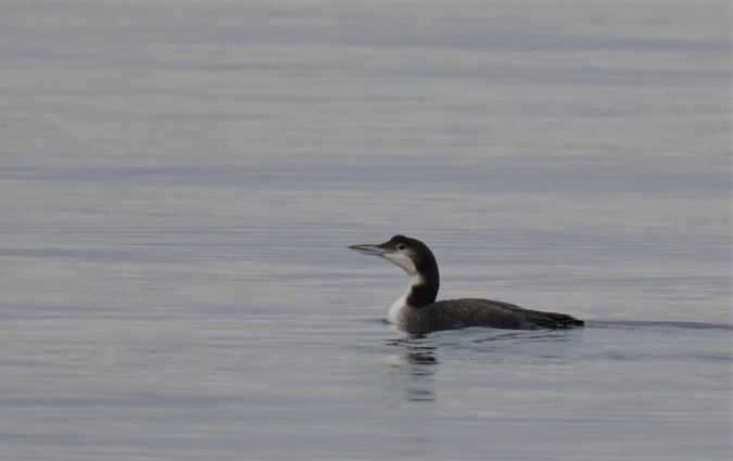 Plongeon imbrin  - Martin Kaufmann
