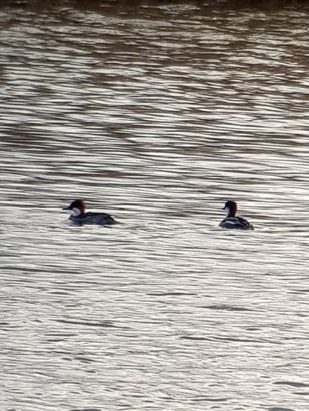 Harle piette  - Pierre Béguin