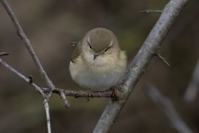 Pouillot de type sibérien  - Michael Gysel