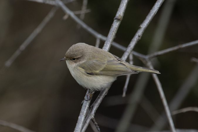 Pouillot de type sibérien  - Michael Gysel