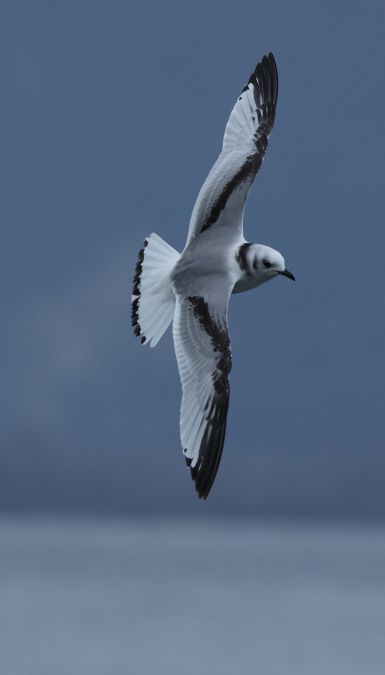 Mouette tridactyle  - Benjamin Manz
