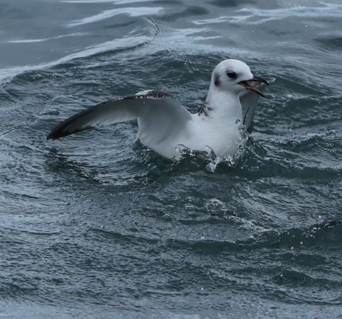 Mouette tridactyle  - Benjamin Manz