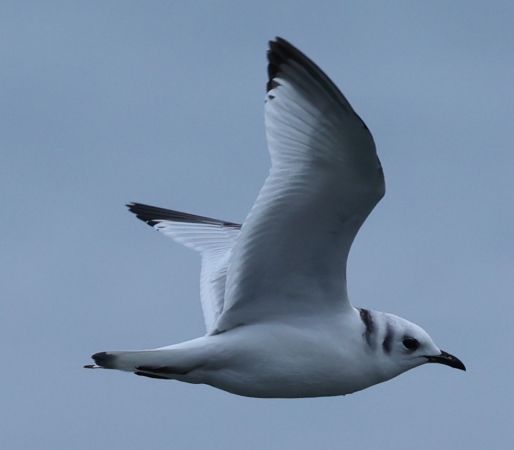 Mouette tridactyle  - Benjamin Manz