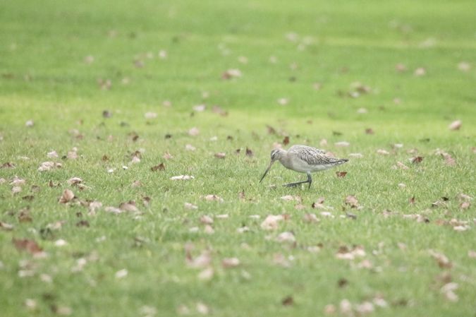 Barge rousse  - Petra & Mathias Herren