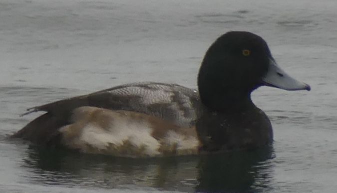 Moretta grigia  - Nicolas Aregger