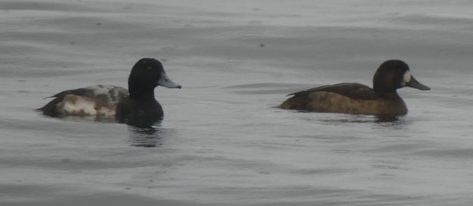 Fuligule milouinan  - Nicolas Aregger