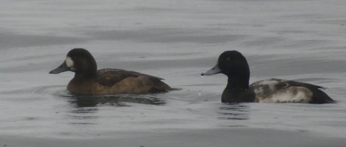 Fuligule milouinan  - Nicolas Aregger