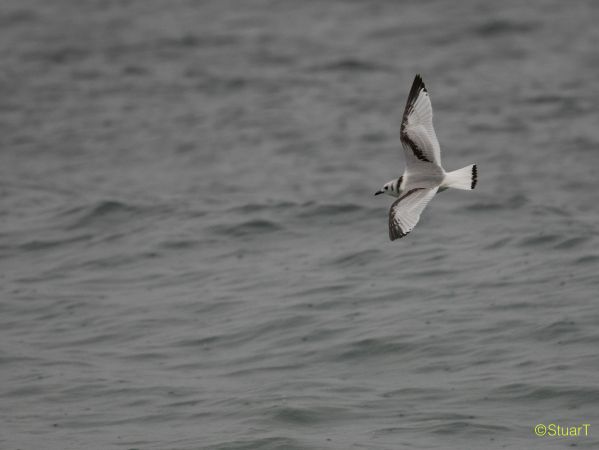 Mouette tridactyle  - Stuart Spelling