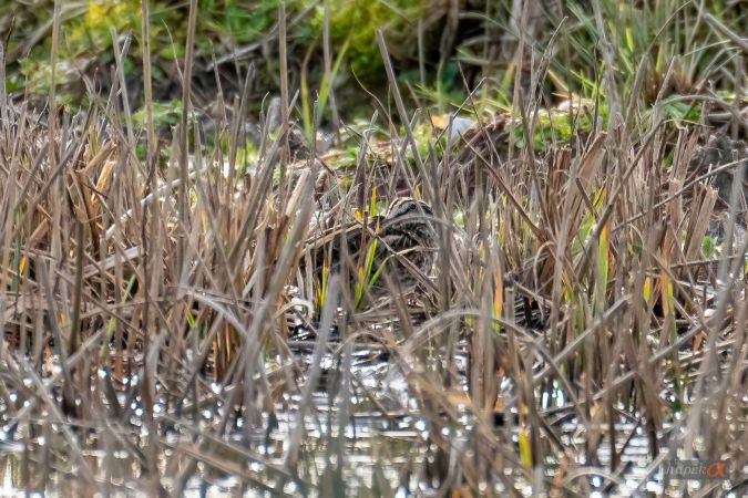 Bécassine sourde  - Hans-Peter Krummen