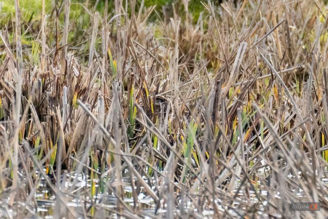 Bécassine sourde  - Hans-Peter Krummen