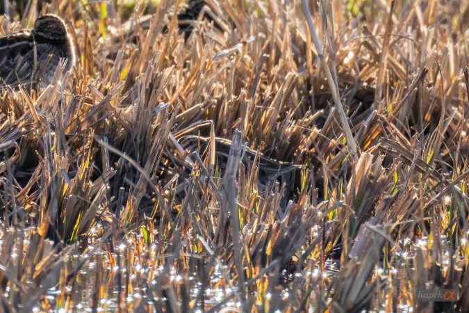 Frullino  - Hans-Peter Krummen