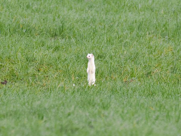 Hermine  - Daniel Gebauer