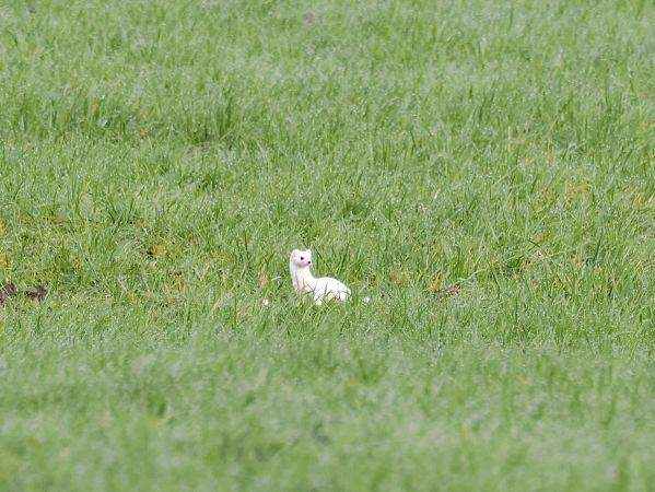 Ermellino  - Daniel Gebauer