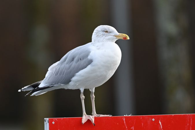 Goéland argenté  - René Effinger