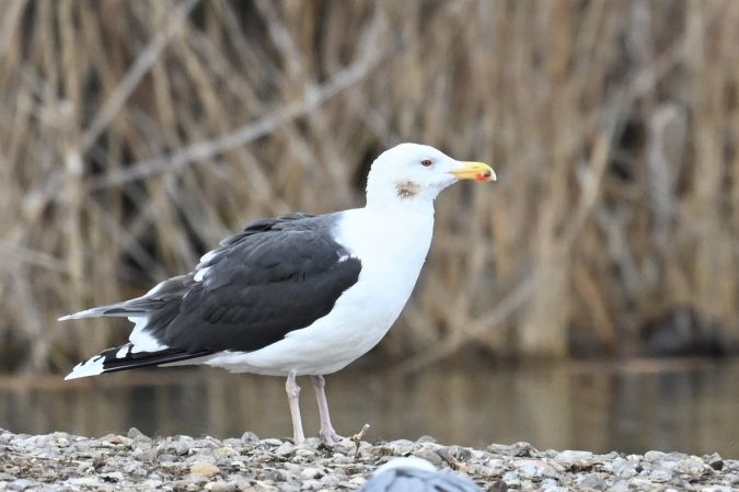 Goéland marin  - René Effinger