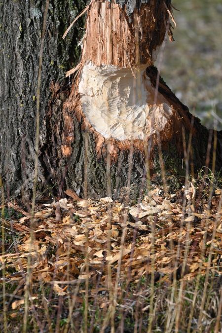 Castor d'Eurasie  - René Effinger