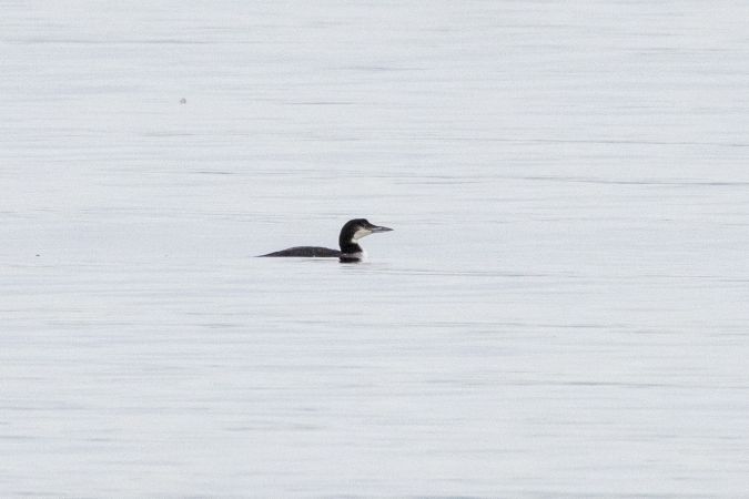 Plongeon imbrin  - Severin Bigler