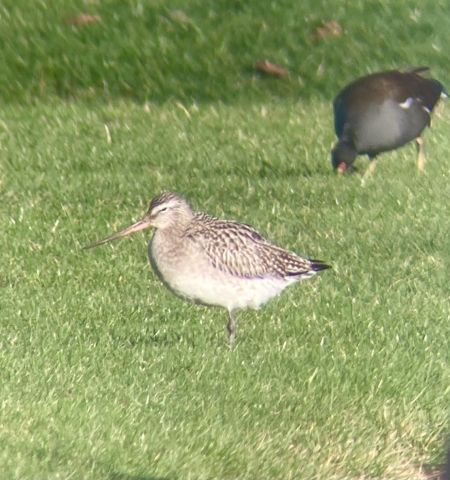 Barge rousse  - Matia Muller